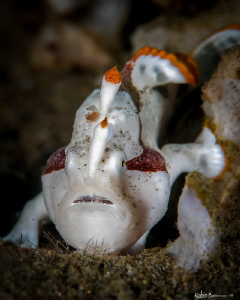 Hold On
Frog Fish posing for the shot - Muck diving Duma... by Robin Bateman 